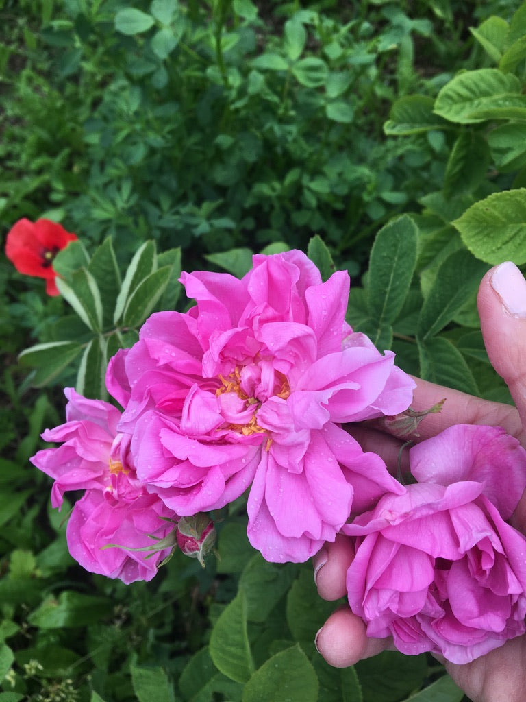 Rose Roller for Fine Lines